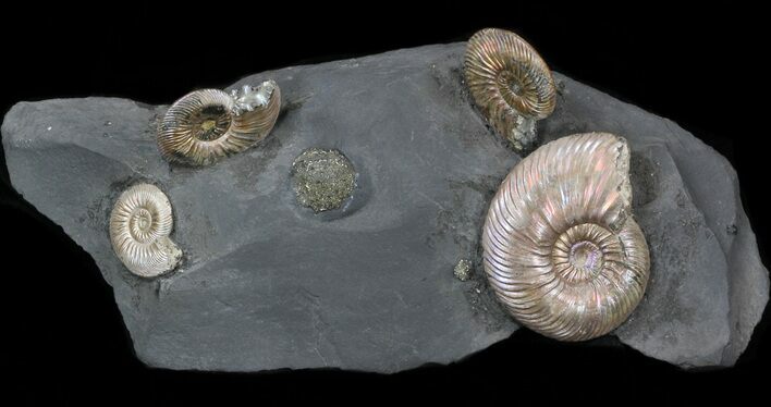 Iridescent Ammonite Fossils Mounted In Shale - x #38234